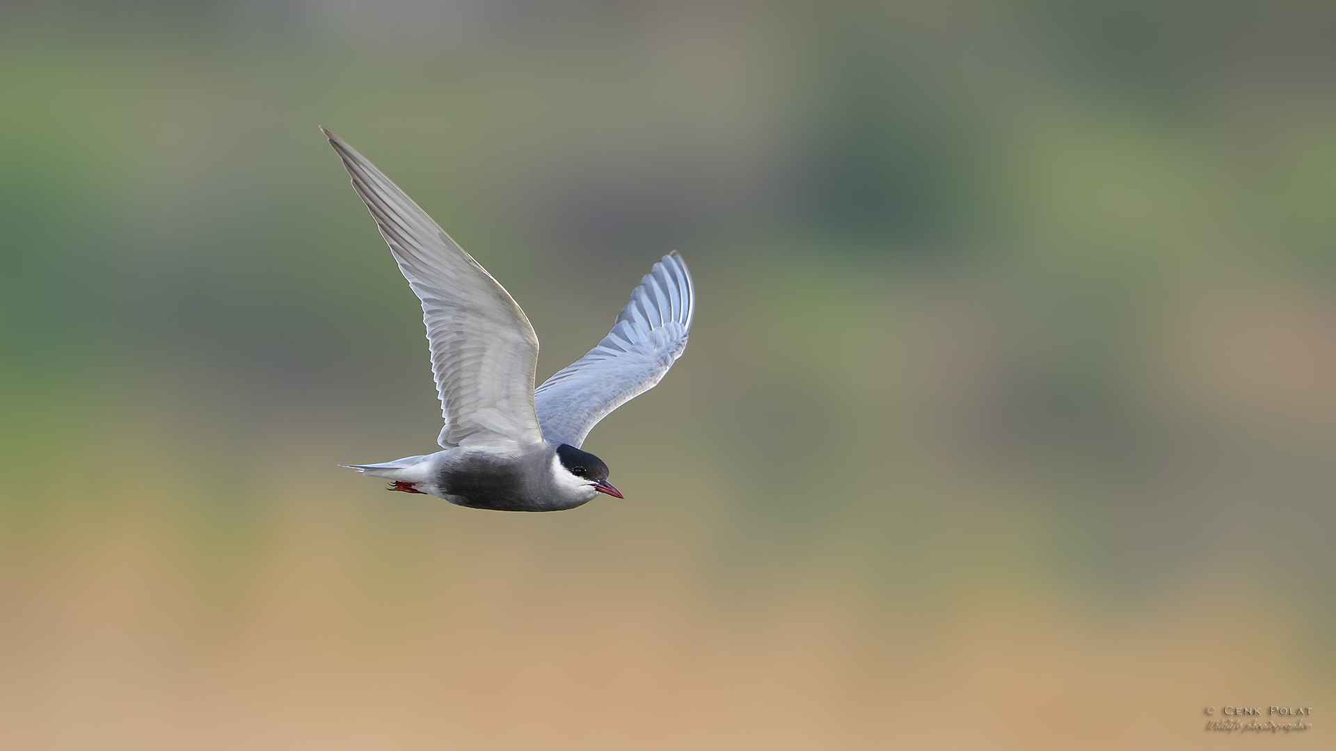 Whiskered Tern